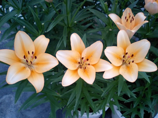 20070428_yuripark_04.jpg